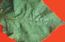 Biały nalot grzyba Erysiphe communis (sprawcy mączniaka prawdziwego) na liściu katalpy