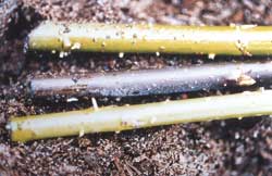 Do sadzenia przystępuje się, gdy korzenie mają długość 1–2 mm
