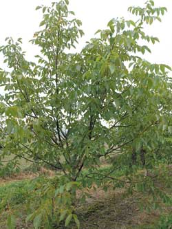 Drzewa odmiany 'Albi' słabo rosną, korona w późniejszym wieku jest rozłożysta