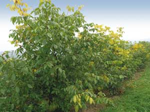Drzewa odmiany 'Hansen' — plennej, o średniej wielkości owocach z miękką skorupą