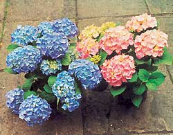 Hortensja ogrodowa - roślinie o niebieskich kwiatach dostarczono ałunu