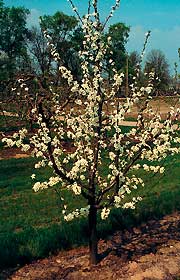 Kwitnące drzewo odmiany 'Herman' wyprodukowane na podkładce 'Wala' - czwarty rok po posadzeniu