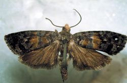 Motyl wydrążki igłóweczki