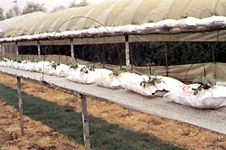 Rośliny posadzone do worków w substratem torfowym i ustawione na specjalnych stelażach