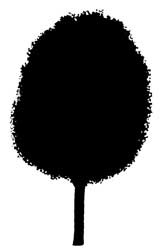Sorbus x thuringiaca 'Fastigiata'