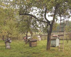 Tradycyjny sad w miejscowości Buda Ruska — obecność pszczół zwiększa ilość i poprawia jakość owoców