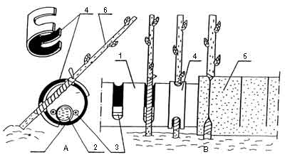 Rys. 1. Urządzenie do termicznego kalusowania szczepów drzew i krzewów: a — przekrój poprzeczny, b — widok ogólny fragmentu rury PCV ze szczelinami oraz z dwoma sposobami uszczelniania szczepów w szczelinach (elastyczne zaślepki i gąbka piankowa); 1 — rura PCV ze szczelinami, 2 — wewnętrzna rurka wypełniona wodą, 3 — kabel elektryczny, 4 — zaślepka uszczelniająca z PCV, 5 — warstwa gąbki piankowej z przecięciami do mocowania szczepów w szczelinach rury, 6 — szczep z miejscem szczepienia umieszczonym w szczelinie rury nad źródłem ciepła.
