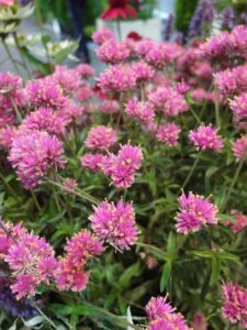 Gomfrena Truffula™ Pink – roślina o wielu zastosowaniach, fot. I. Sprzączka