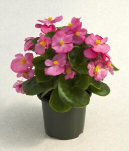 Begonia stale kwitnąca Topspin™ ‘Rose’, fot. mat. pras. Greenpunkt