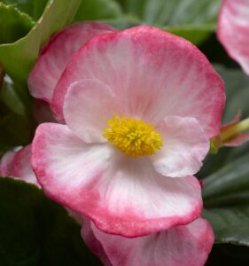 Begonia Tophat ‘Rose Bicolor’, fot. mat. pras. Syngenta Flowers