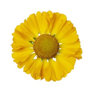 Dzielżan jesienny  HayDay™ ‘Golden Bicolor’,fot. Fleuroselect