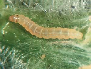 Młoda larwa płożka chabrowego