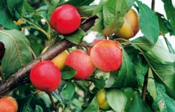 Owoce Prunus salicina — selektu z Chin w stanie pełnej dojrzałości