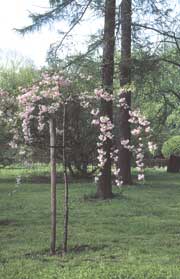 Prunus serrulata 'Kiku-shidare'