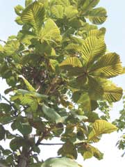 Przebarwienia na dolnej stronie liści kasztanowca