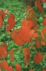 V. lantanoides - liście przebarwione jesienią