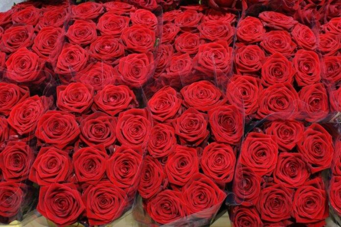 Róża Red Naomi!®
