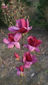 Magnolia ‘Emperor’PBR, fot. mat. pras. Plantipp BV®