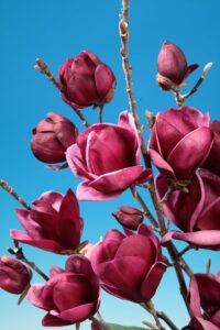 Magnolia ‘Genie’PBR, fot. mat. pras. Plantipp BV®