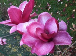 Magnolia ‘Starburst’PBR, fot. mat. pras. Plantipp BV®