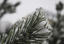 Śnieg i lód na krzewach