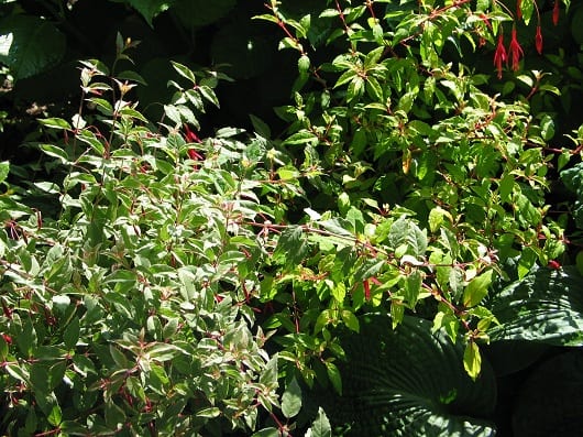 Odmiany F. magellanica var. gracilis o barwnych liściach: złocistych u ‘Aurea’ (z prawej) i szarozielonych z białym obrzeżeniem u ‘Versicolor’