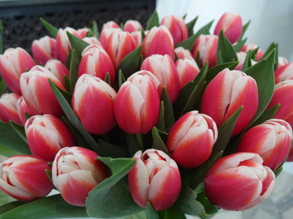 wystawa tulipanów