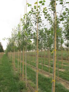 Drzewa wiązane są do palików w trzech miejscach wężykami szkółkarskimi, fot. W. Górka 