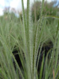  Palczatki (tu: palczatka miotlasta ‘Ha Ha Tonka’) polecane są jako rośliny wytrzymałe na suszę, fot. I. Sprzączka