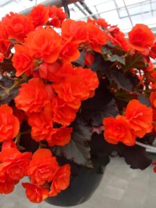 Begonia ogrodowa Solenia® Chocolate Orange, fot. I. Sprzączka