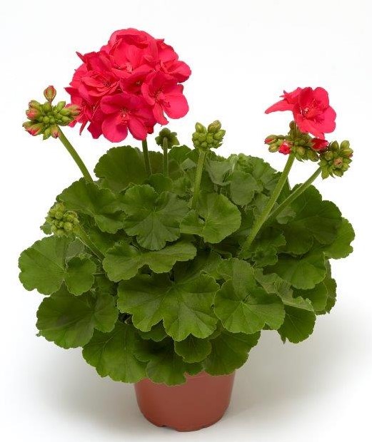 Pelargonia Calliope® 'Dark Colar L', fot. Syngenta Flowers