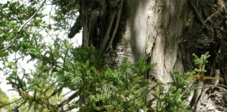Ficroja cyprysowata – fragment pnia i pędów okazu z parku narodowego Los Alerces w Argentynie, fot. Wikipedia
