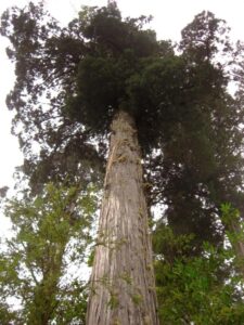 Ficroja cyprysowata – pokrój drzewa, fot. ©Pablo Bravo Monasterio M.N. Lahuelñadi Puerto Montt, Wikipedia