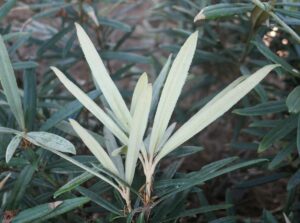 Rhododendron makinoi ‘Fuju-kaku-no-matsu’, fot. Gospodarstwo Szkółkarskie „Ciepłucha”