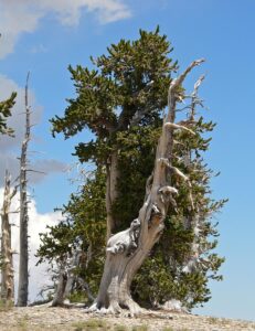 Sosna długowieczna w górach Spring Mountains w Nevadzie w USA, fot. Stan Shebs, Wikipedia 