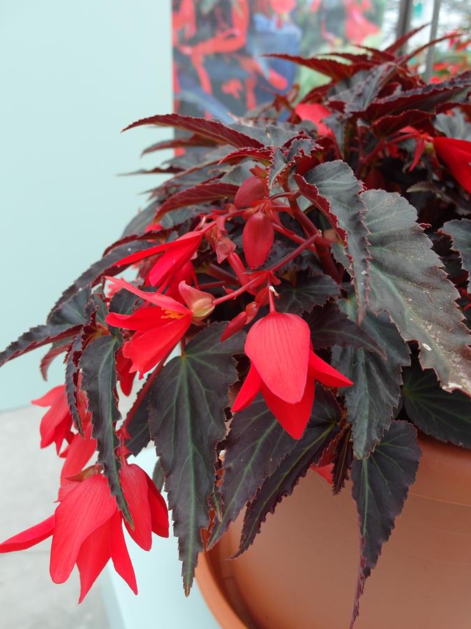 Begonia boliwijska Bossa Nova™ ‘Night Fever Rosso’ w firmie Syngenta Flowers. rośliny odporne na upał