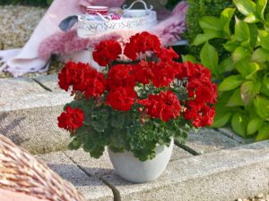 Pelargonia rabatowa Toscana® Dolce Vita ‘Mylena Red’