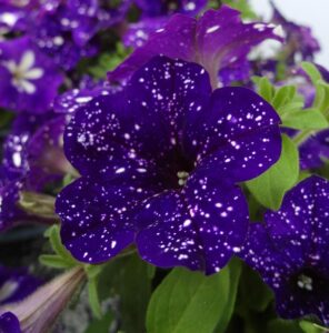 Petunia ogrodowa 'Blue Sky' o granatowych kwiatach i białych kropkach