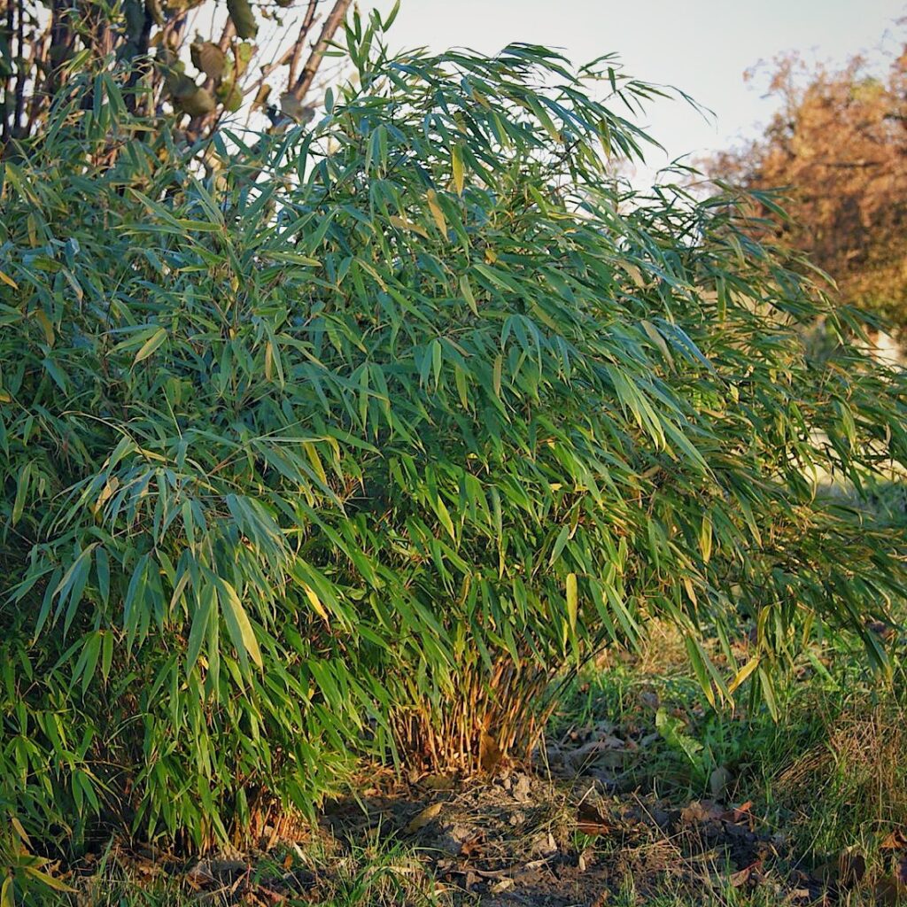 Zdjęcie pokazuje zwartą kępę bambusa Fargesia rufa. Zielone liście i czerwonobrunatne łodygi