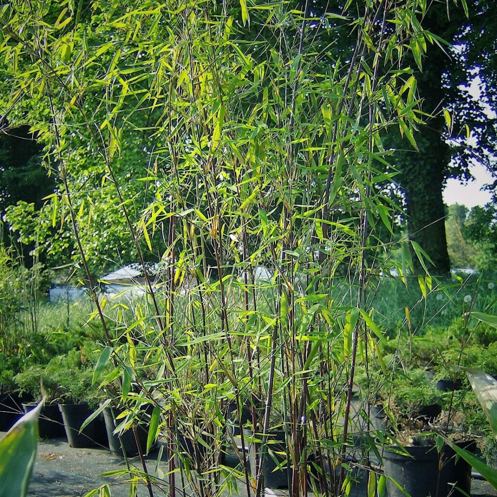 Na zdjęciu kępa bambusa Fargesia Jiuzhaigou. Ciemnobrunatne pędy i zielone liście
