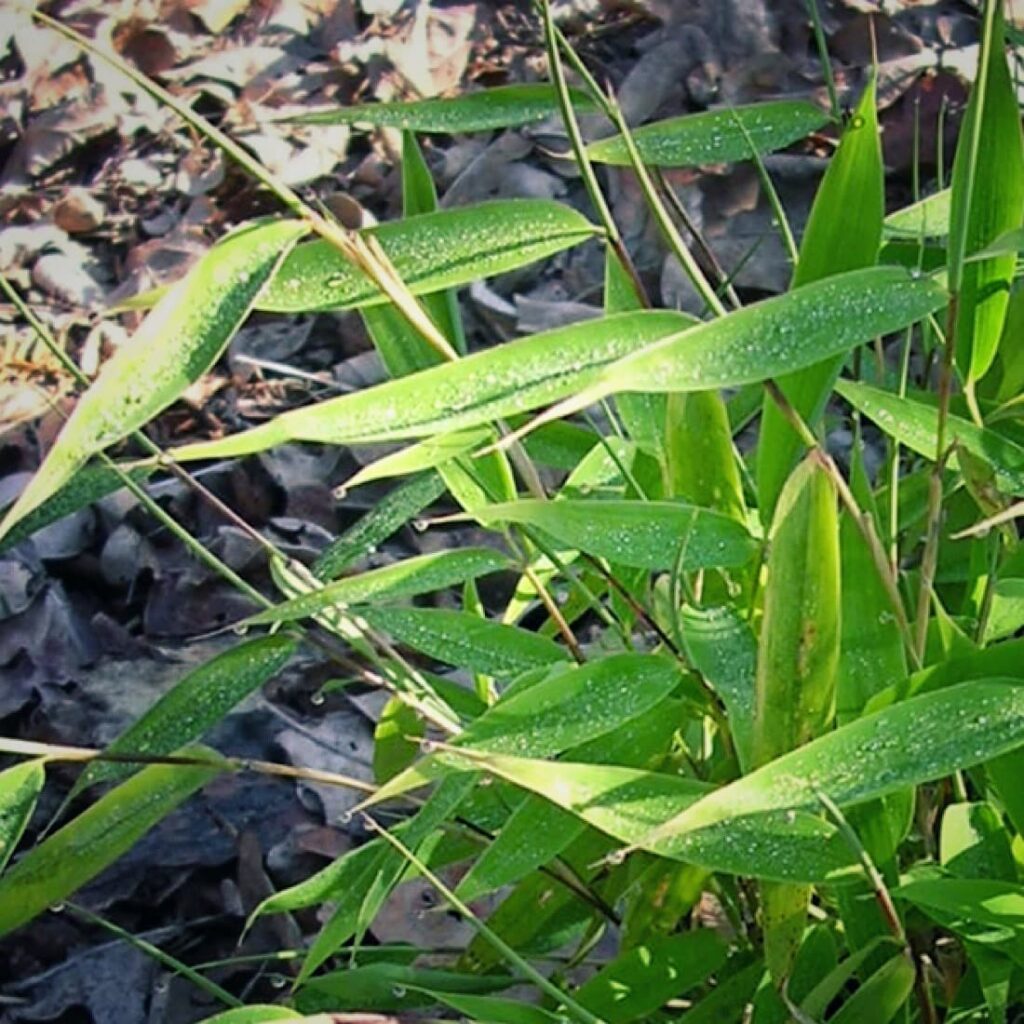 Zdjęcie pokazuje liście i drobne pędy bambusa Fargesia murielae