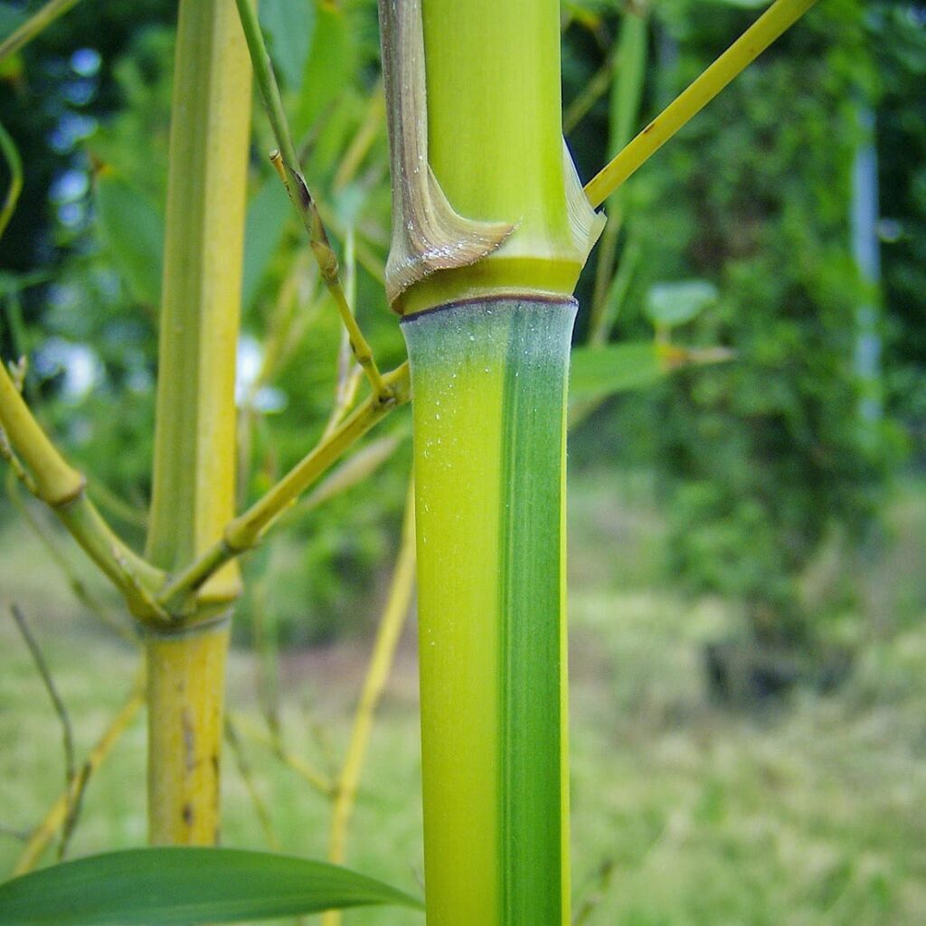 Na zdjęciu dwa grube zielonożółte pędy bambusa Phyllostachys aureosulcata f. spectabilis