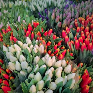 na zdjęcie różnokolorowe tulipany