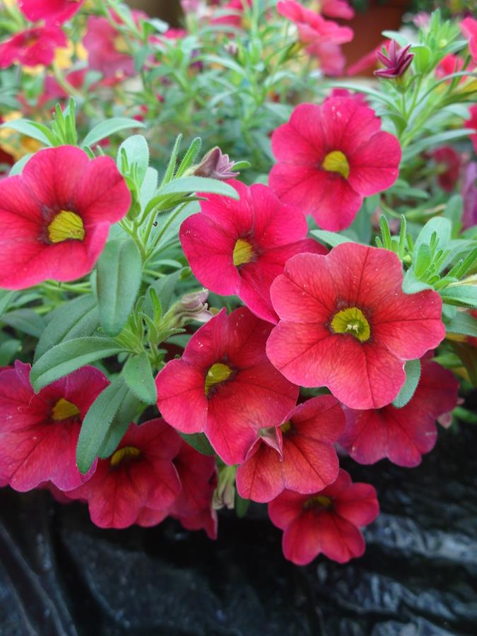 Na zdjęciu widzimy kwiatostan Kalibrachoa Aloha Kona Cherry Red w kolorze bliskim kolorowi roku wg Pantone - viva magenta.