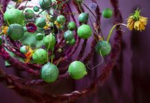 Myplant & Garden – targi roślin ozdobnych w Mediolanie