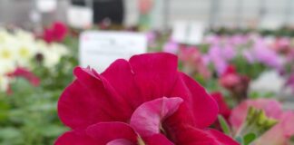 kwiatnąca na kolor viva magenta petunię tumbelina