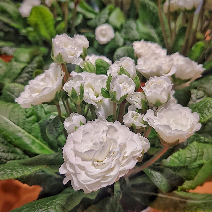 Białe kwiaty pierwiosnka i zielone liście