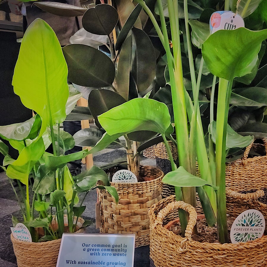 Rośliny strelicje w koszach z naturalnego tworzywa podczas wystawy ogrodniczej w Essen 2023