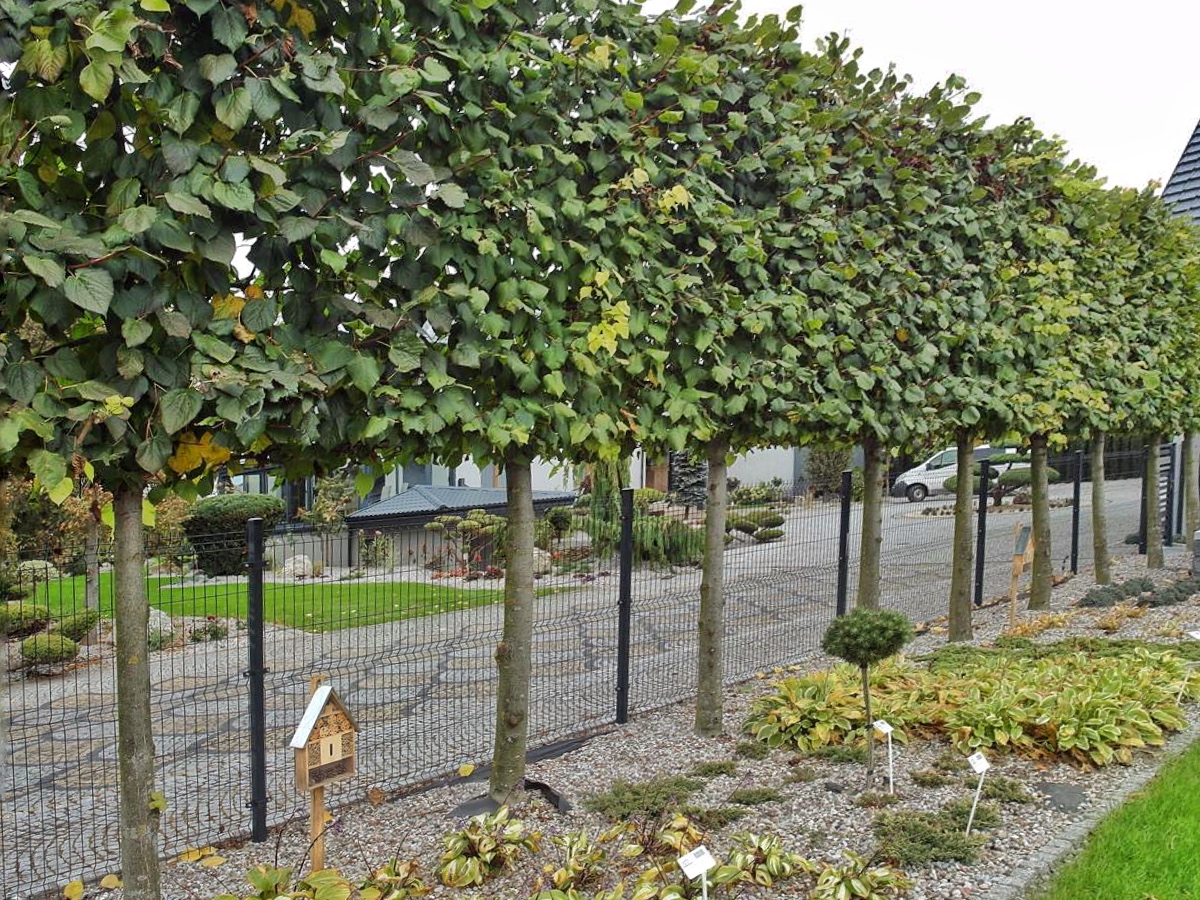 Zdjęcie pokazuje zielony szpaler drzew odgradzający ogród od podjazdu