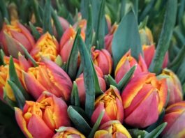 bukiet czerwono-pomarańczowych tulipanów ze szkółki "Tet A Tet"